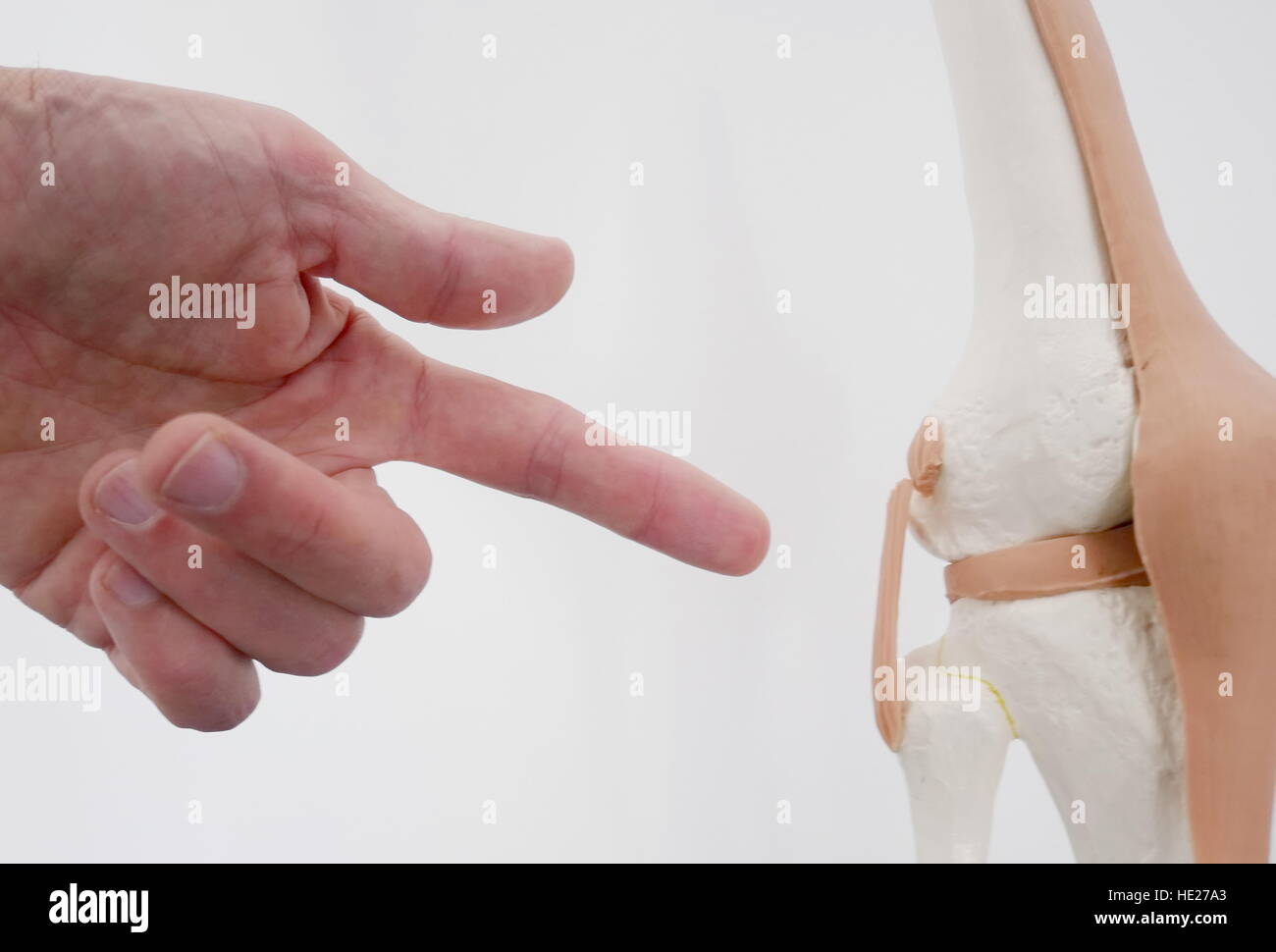 knee joint doctor Stock Photo Alamy