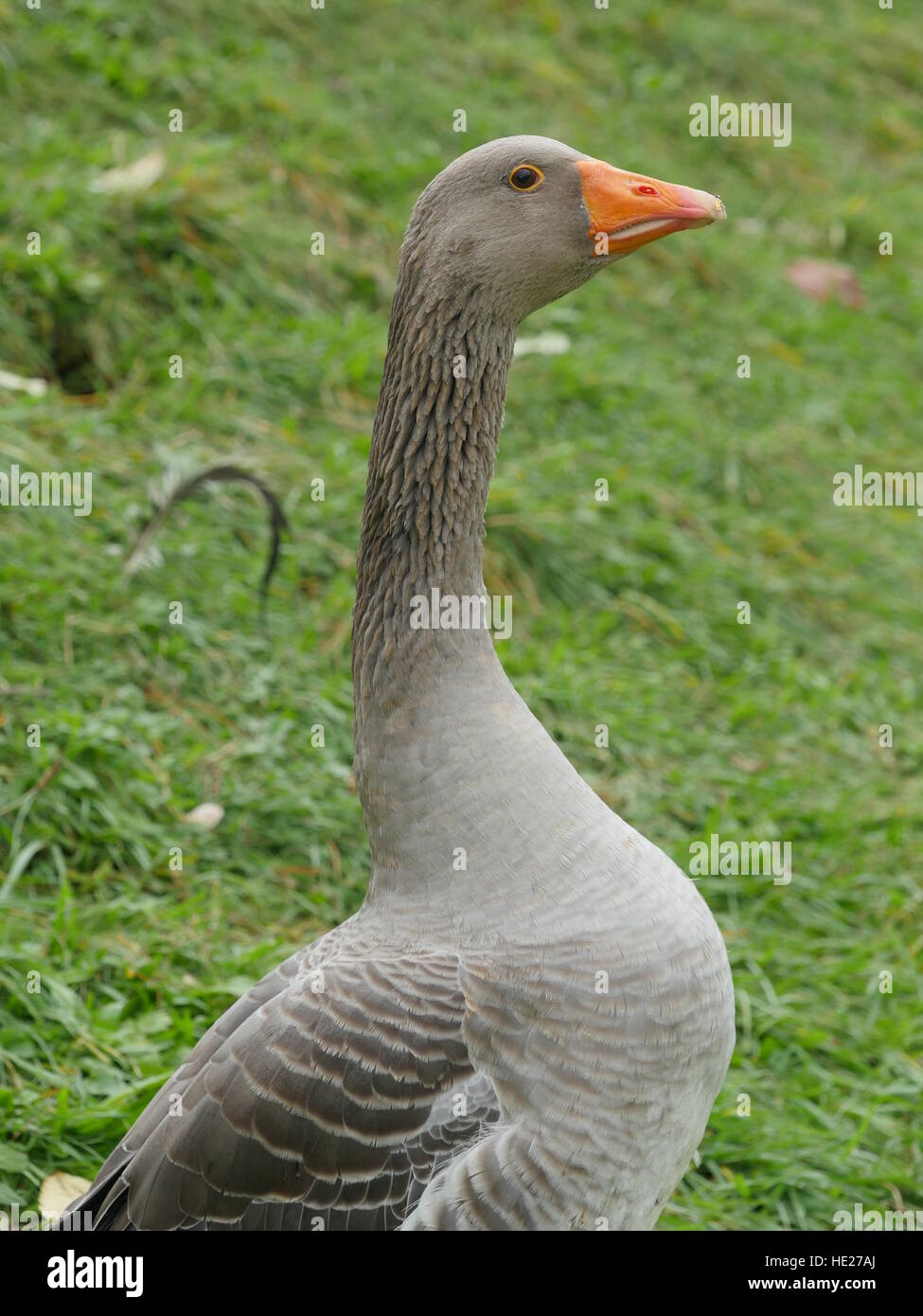 grey goose in green meadow Stock Photo