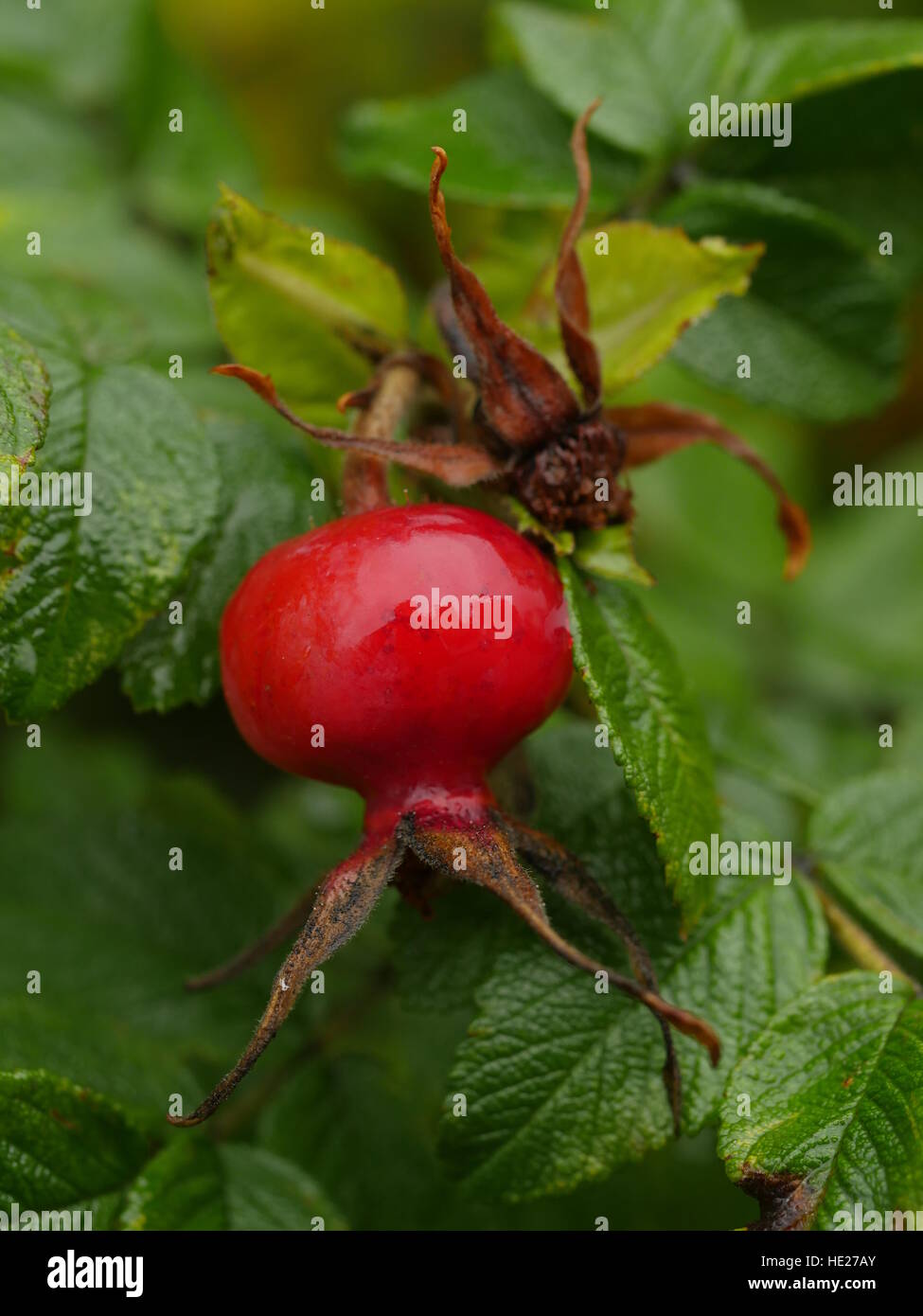 Branch with rose hires stock photography and images Alamy