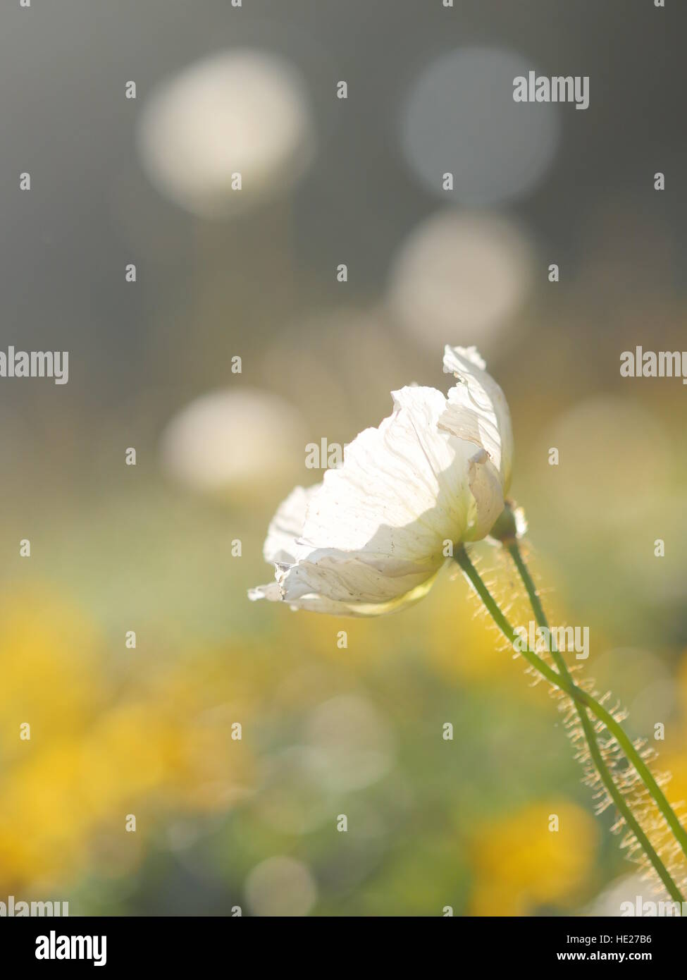 flower white meadow Stock Photo