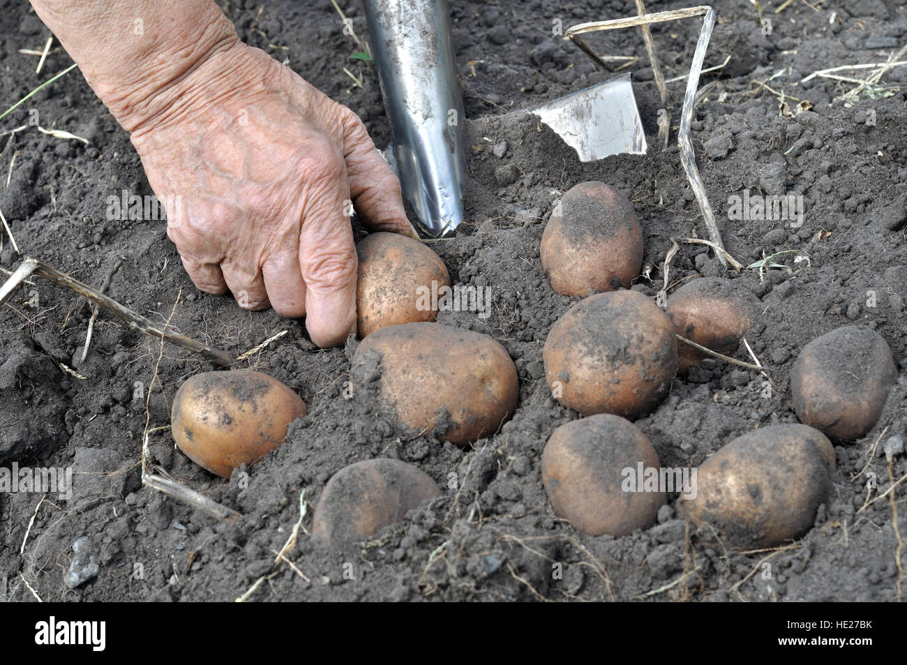 Hand of senior woman, picking ripe potato Stock Photo