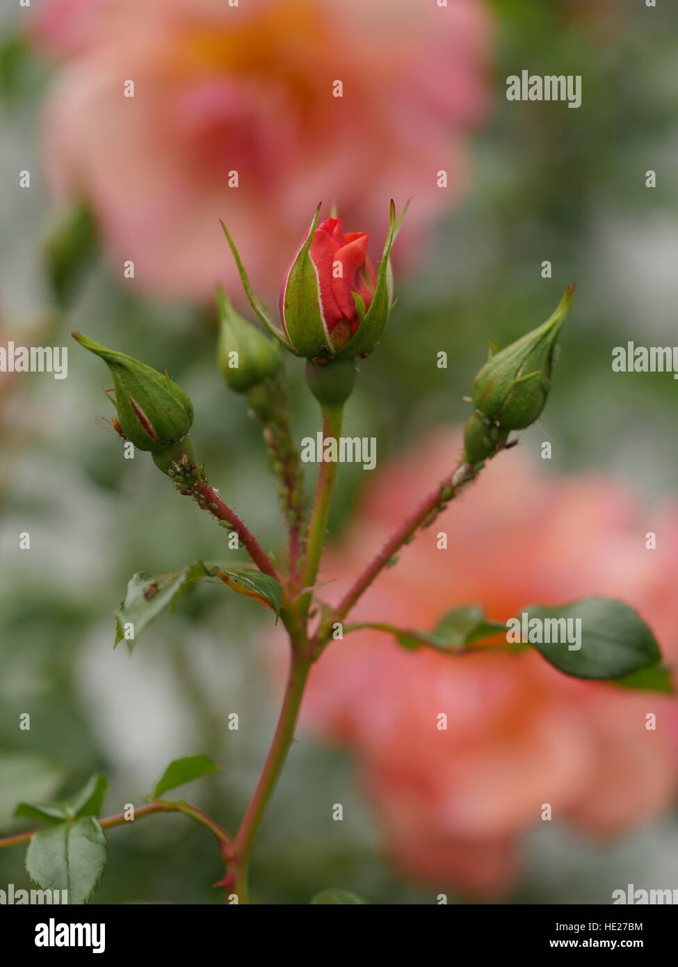 red rose buds Stock Photo