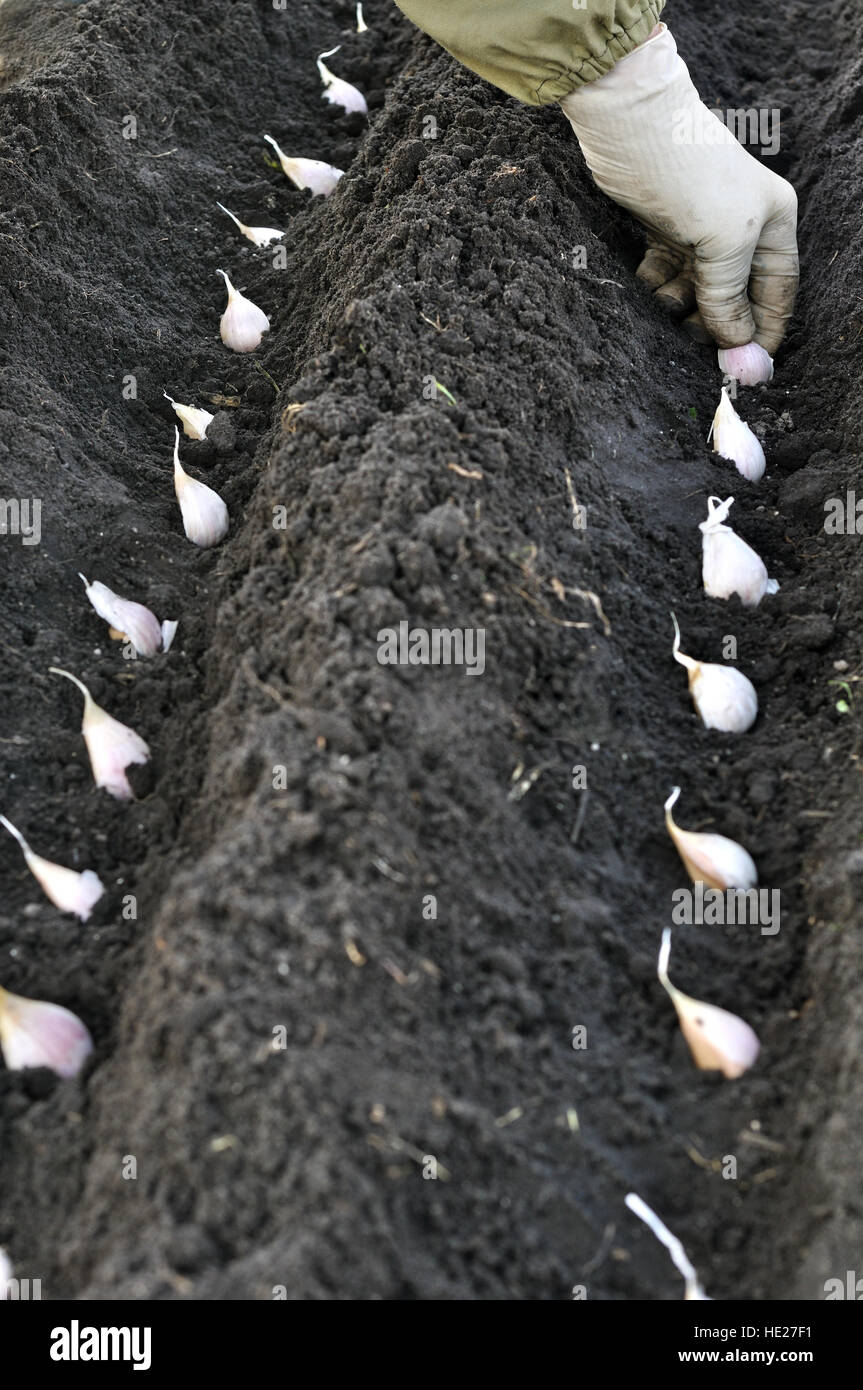 farmer planting garlic Stock Photo Alamy