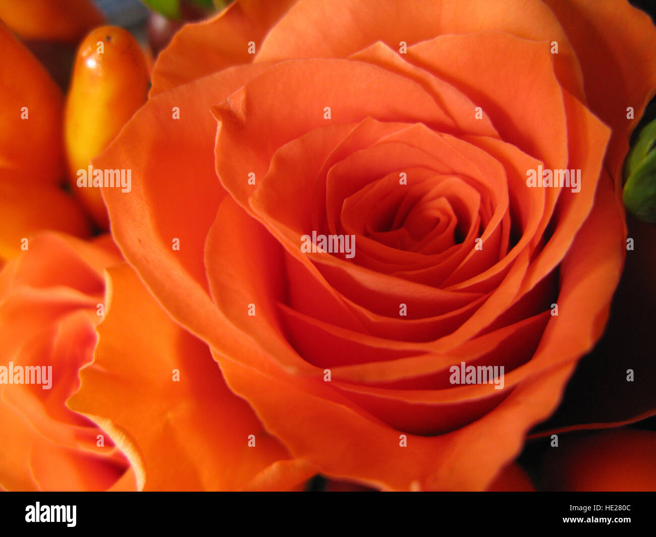 Vivid orange hi-res stock photography and images - Alamy