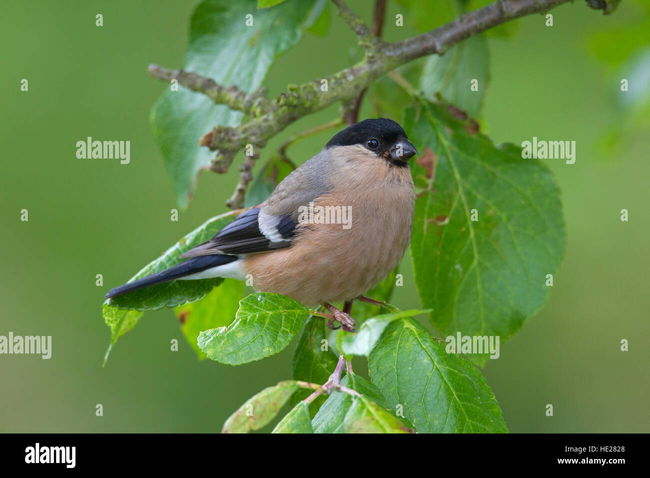 Common bullfinch / Eurasian bullfinch (Pyrrhula pyrrhula) female perched in tree Stock Photo