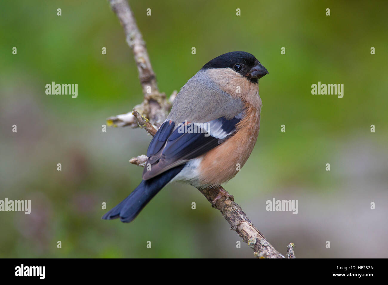 Common bullfinch / Eurasian bullfinch (Pyrrhula pyrrhula) female perched in tree Stock Photo