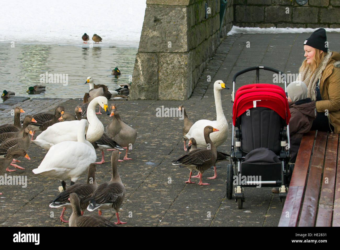 Mother with child feeding ducks, geese and whooper swans at lake in