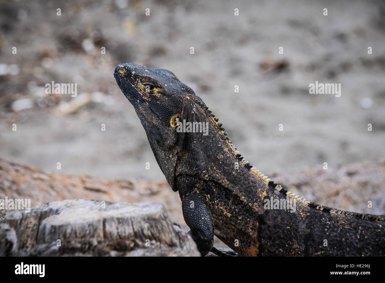 Iguana warming up on black sand of Costa Rica's Guanacaste beaches Stock Photo