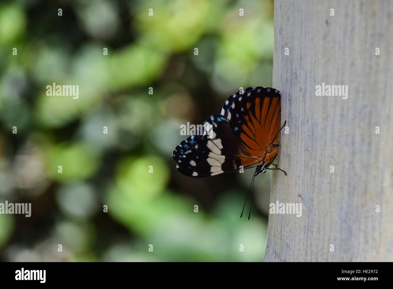 Red Cracker butterfly (Hamadryas amphinome) on a palm tree in Guanacaste, Costa Rica Stock Photo