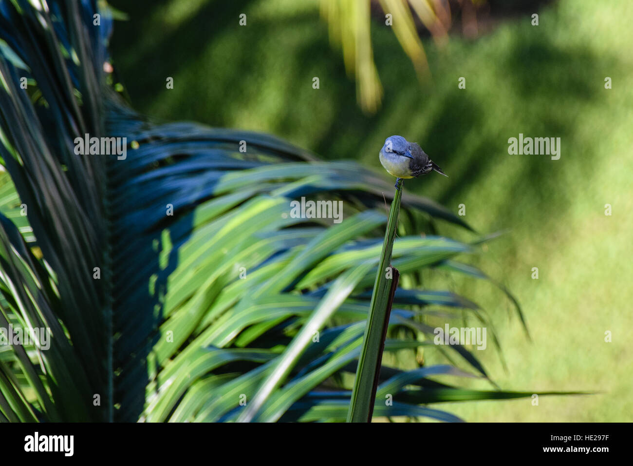 Wild bird perched on palm leaf Stock Photo