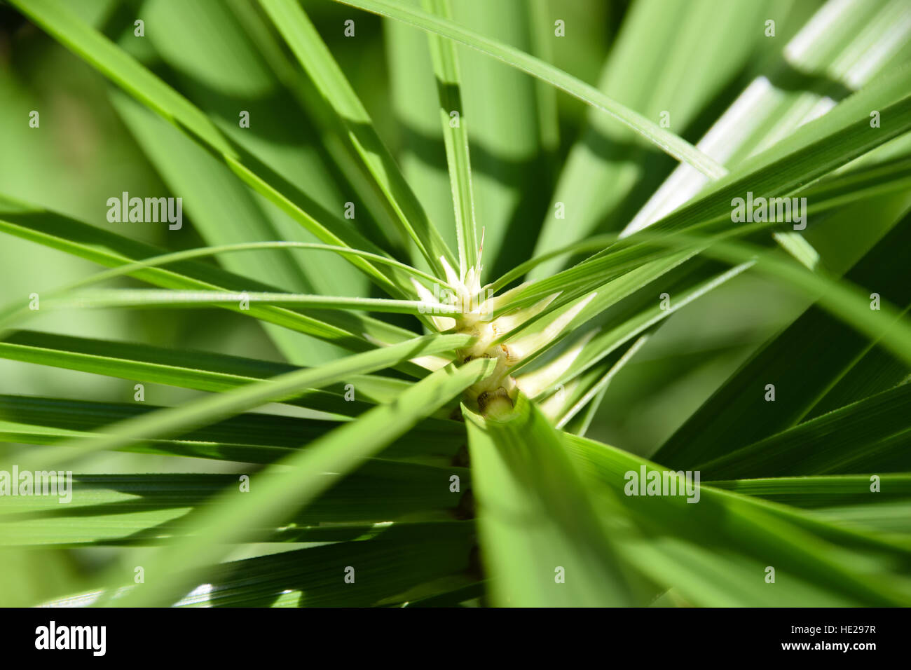 Close up of green tropical plant Stock Photo - Alamy