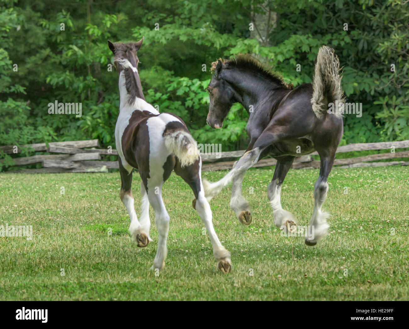Gypsy Vanner Horse foals run and play Stock Photo