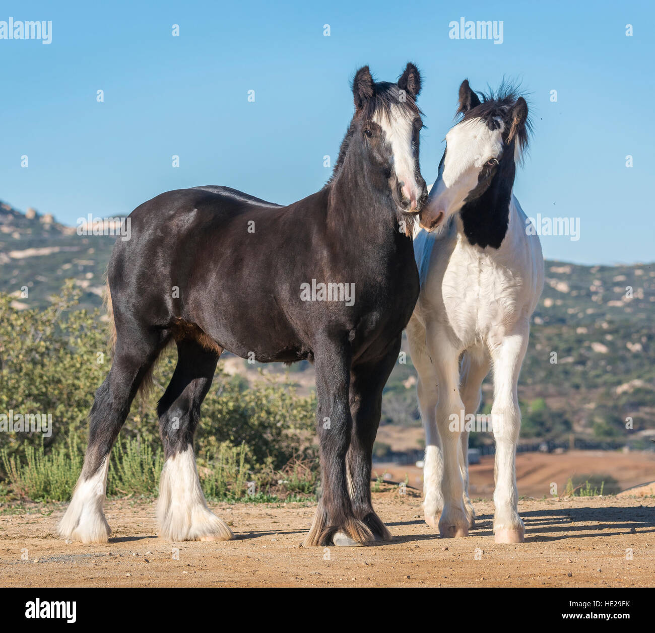 Pair of Gypsy Vanner Horse weanling foals Stock Photo