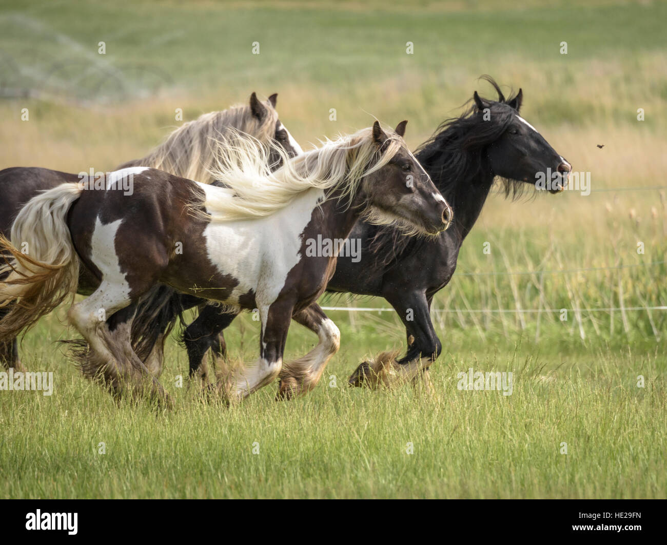 Horses in tall grass hi-res stock photography and images - Alamy