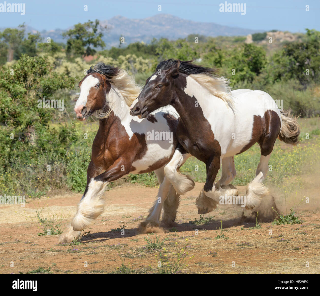 Yearling Gypsy Vanner Horse colt and filly Stock Photo