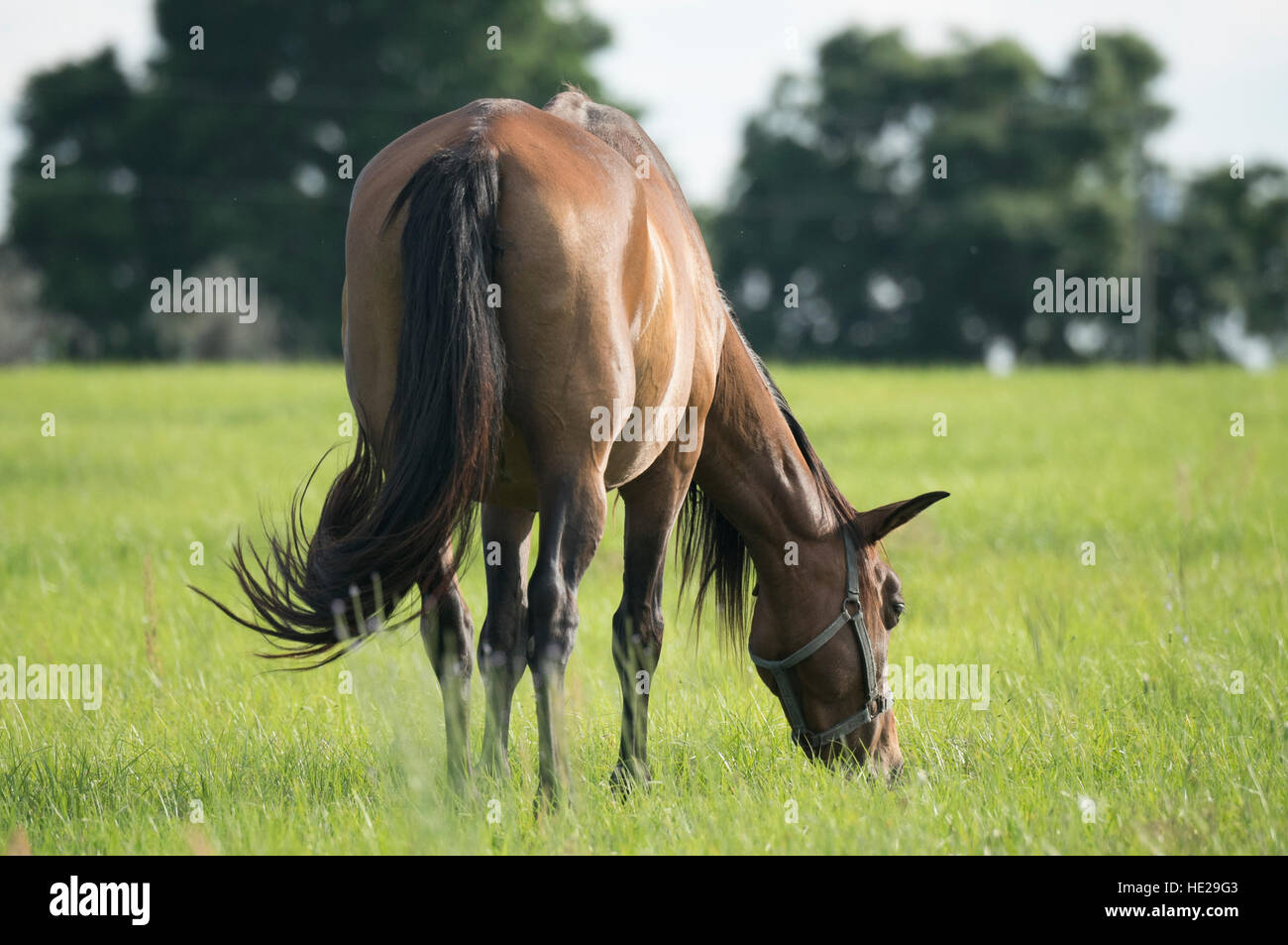 Andalusian horse mare grazing in lush green grass pasture Stock Photo