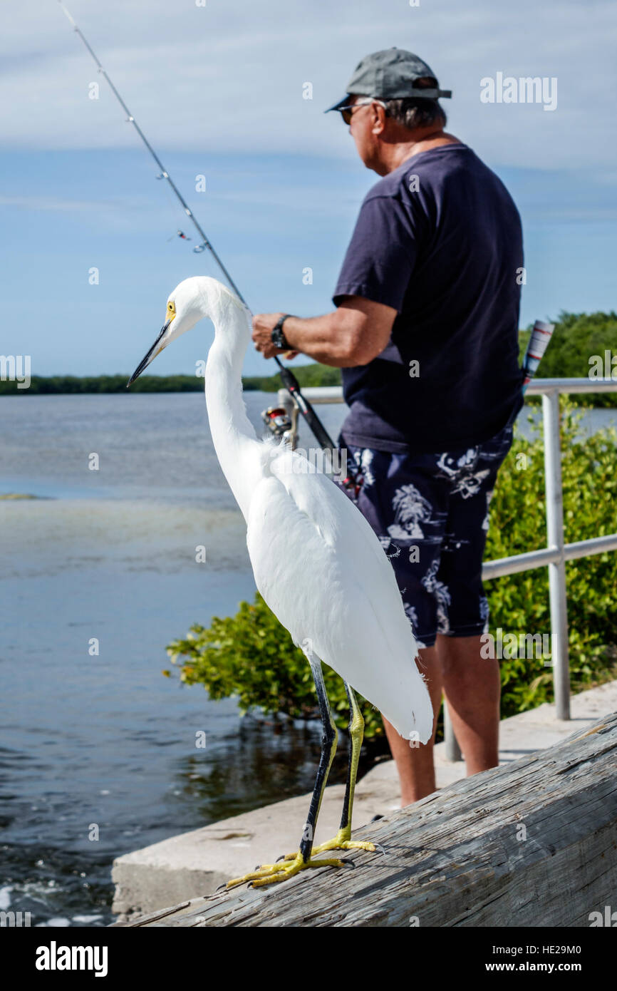 Florida Sanibel Island,J. N. J.N. JN Ding Darling National Wildlife Refuge,snowy egret,adult,adults,man men male,fishing,Sanibel Bayou,FL161129248 Stock Photo