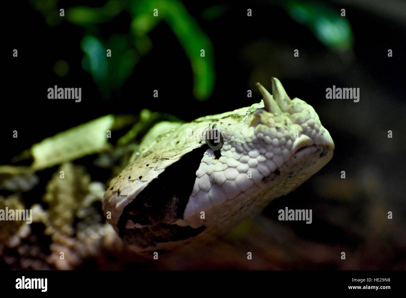 A large venomous horned viper snake Stock Photo