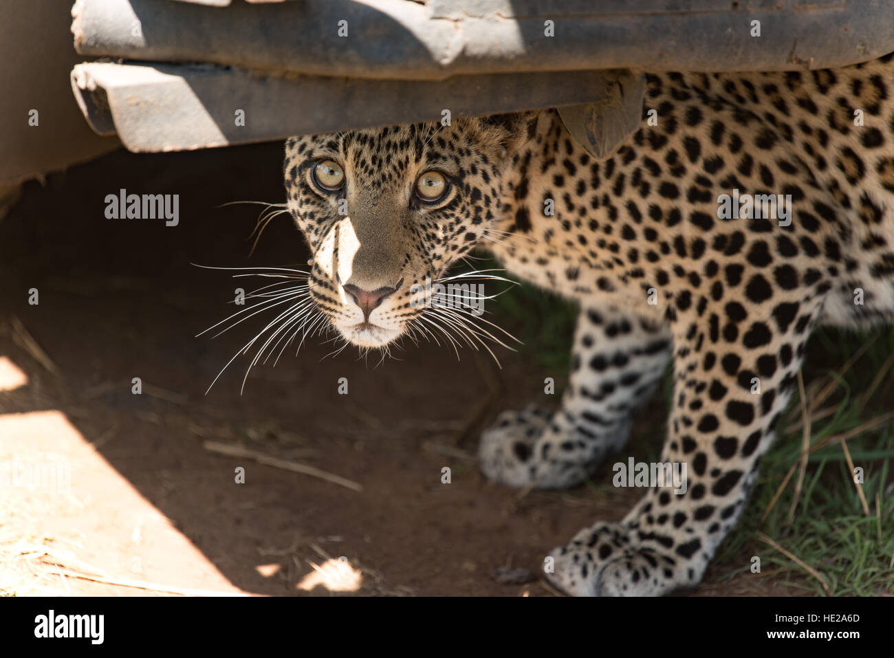 Young leopard hiding below a safari car in the Serengeti national park. The feline seams to be axious about the numerous cars around. Stock Photo