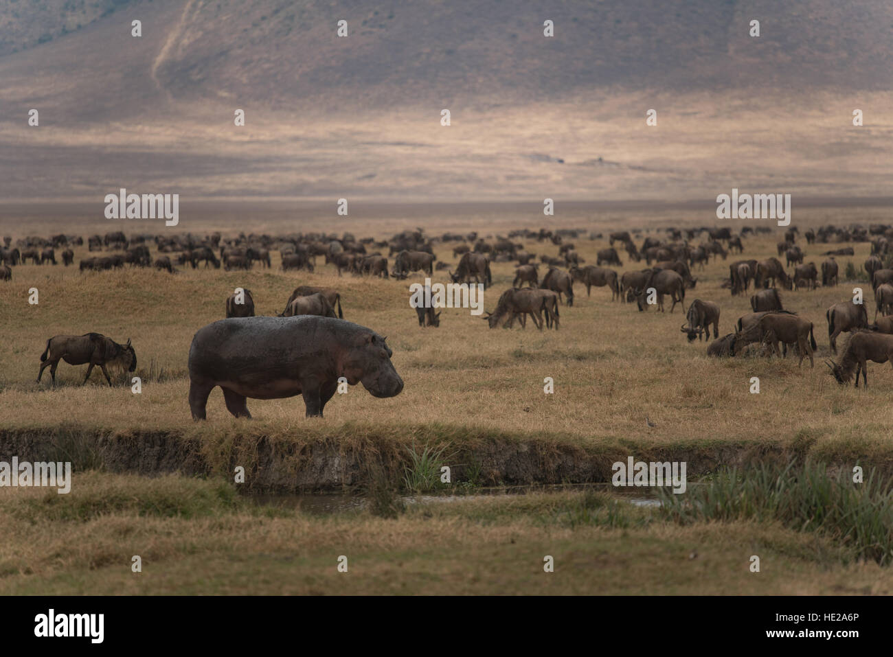 Hippo and hundred of wildebeest grazing in the Ngorongoro crater. The dry season is not yet finished. Stock Photo