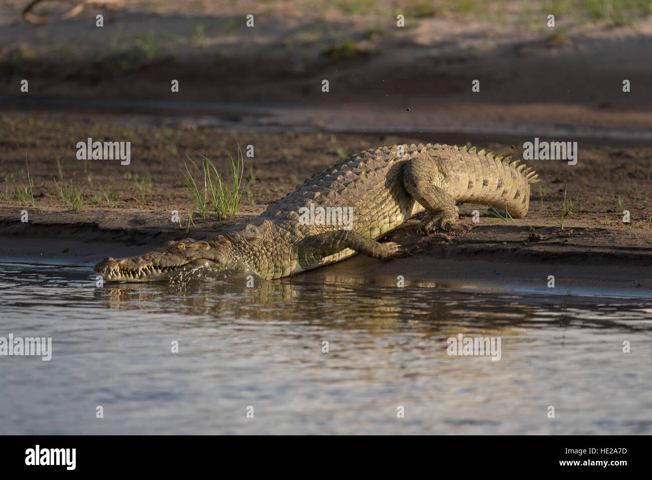 Nile crocodile going back to the water in the Selous game rerserve. The river is the Rufiji river. Stock Photo