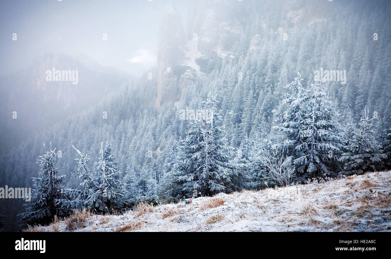 Frozen trees in snows beautiful hi-res stock photography and images - Alamy