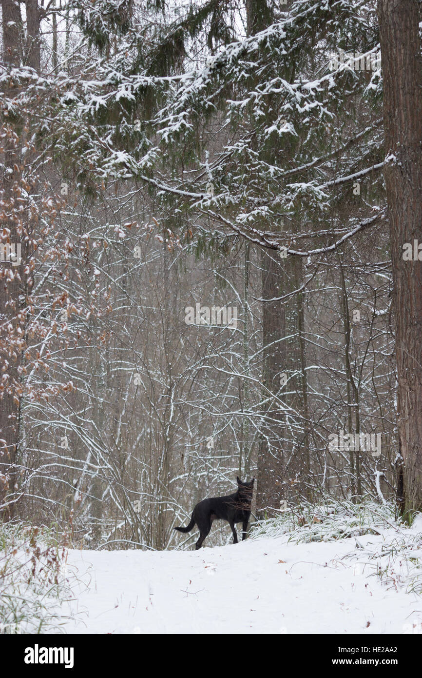 black dog in the forest winter snow Stock Photo - Alamy