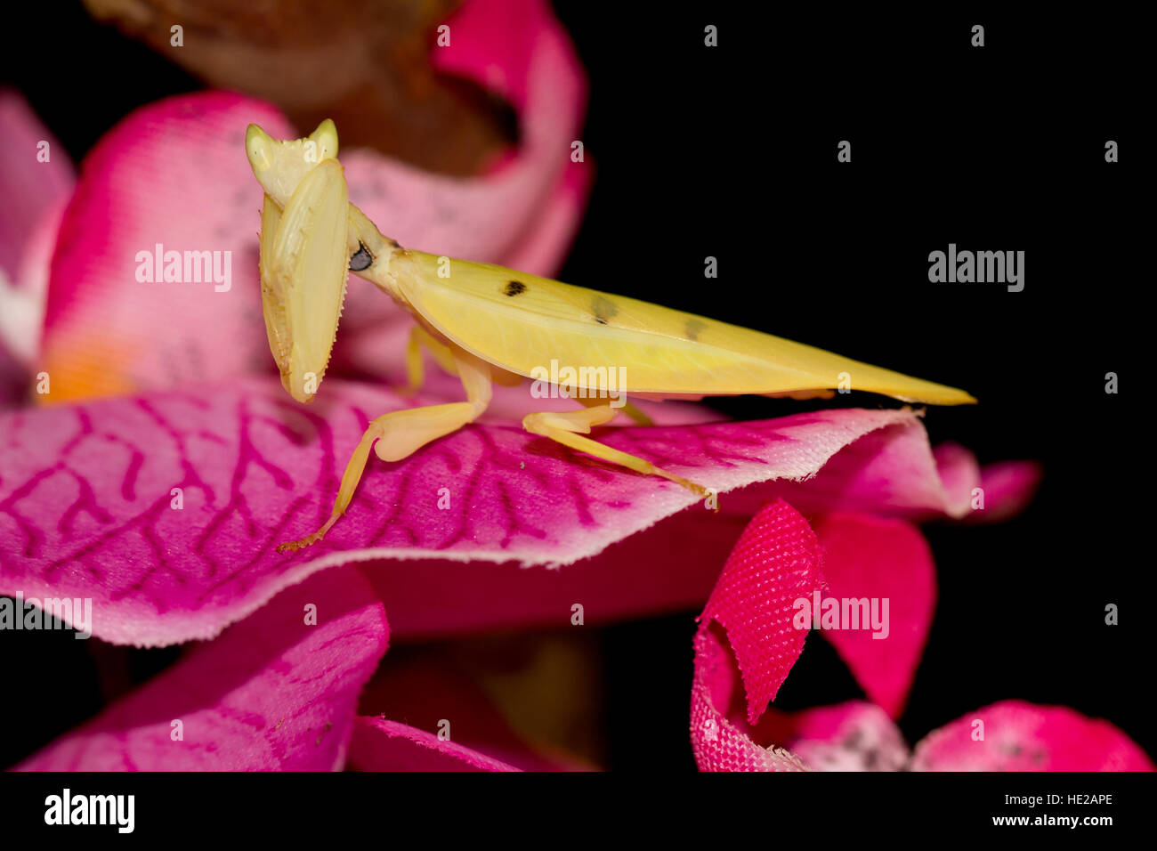 Yellow davison's orchid mantis Stock Photo