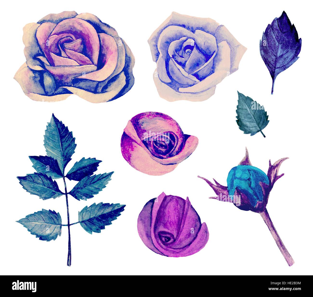 Blue and purple roses vector clip art. Watercolor flowers clipart Stock Vector