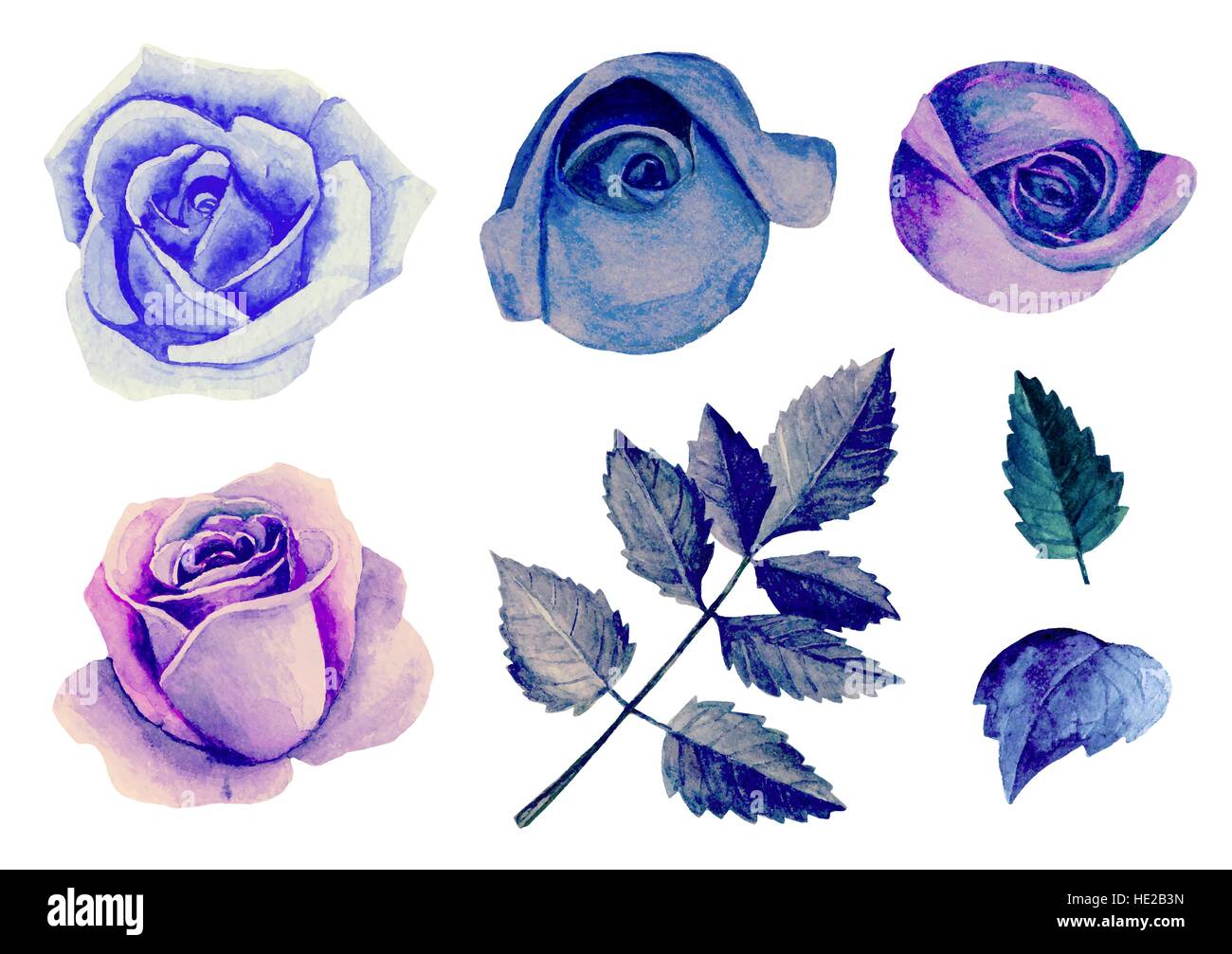 Blue and purple roses vector clipart. Watercolor floral clip art Stock Vector
