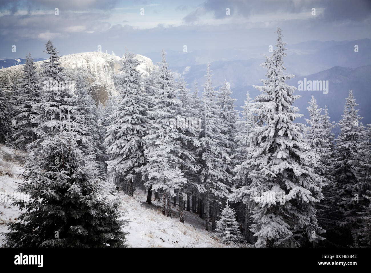 Frozen trees in snows beautiful hi-res stock photography and images - Alamy