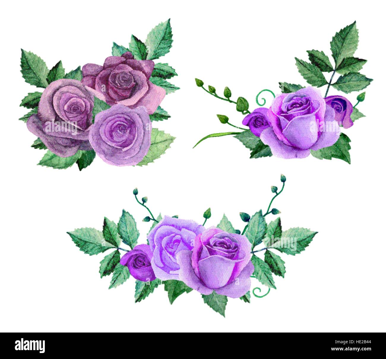Watercolor purple roses bouquets. Flowers vector clip art. Floral hand painted Stock Vector