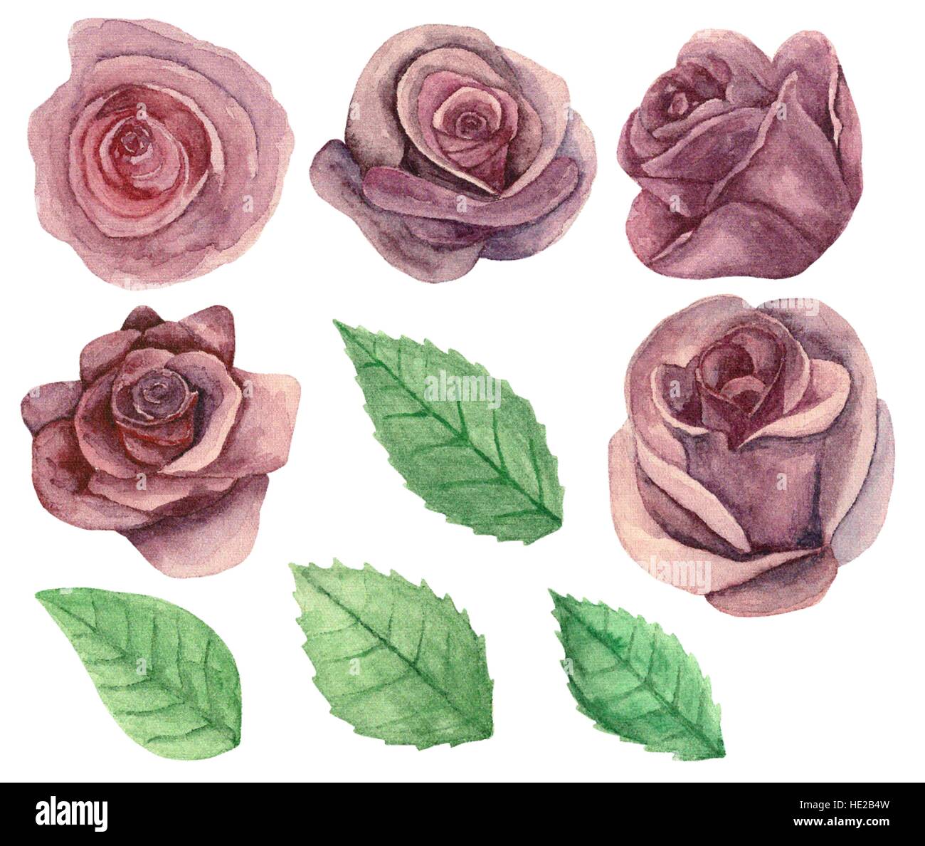 Roses vector clip art. Watercolor painted flowers. Floral isolated Stock Vector