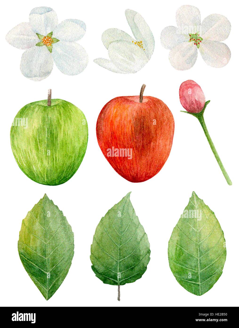 Watercolor red and green apples vector clip art. Garden tree flowers. Fruit isolated Stock Vector