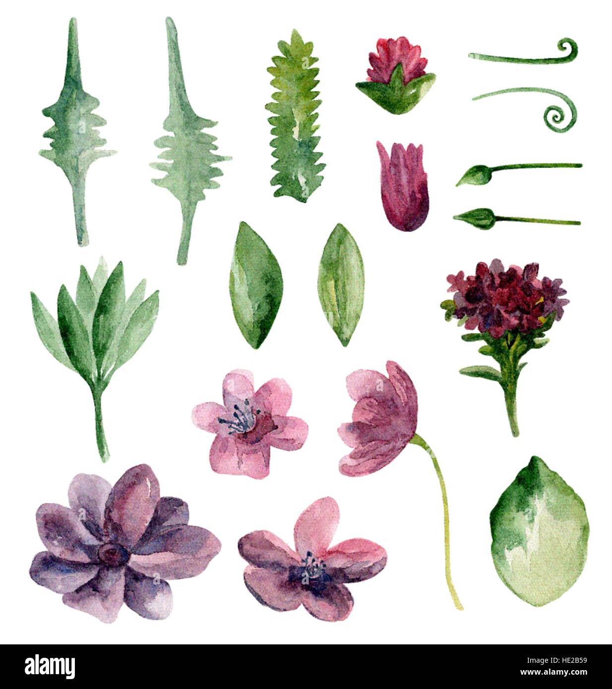Watercolor purple flowers vector clipart. Botanical violet clip art set Stock Vector