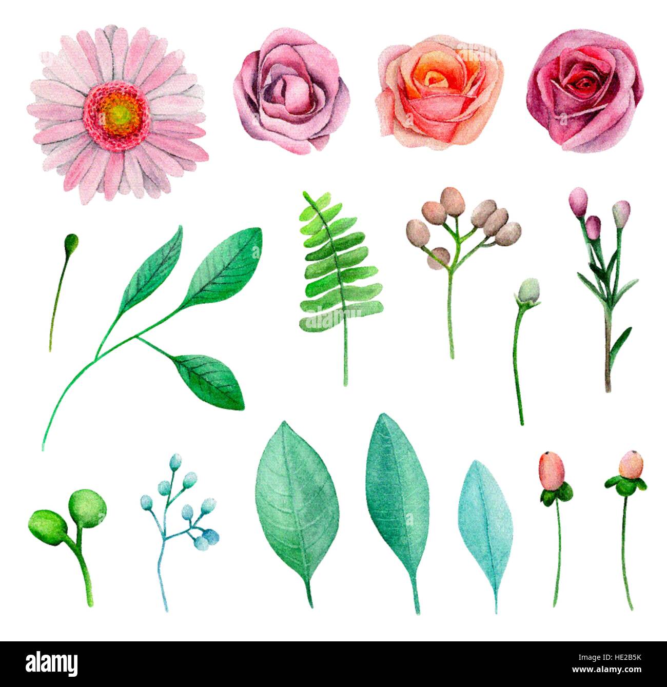 Watercolor garden flowers. Pink roses. Floral vector clip art Stock Vector