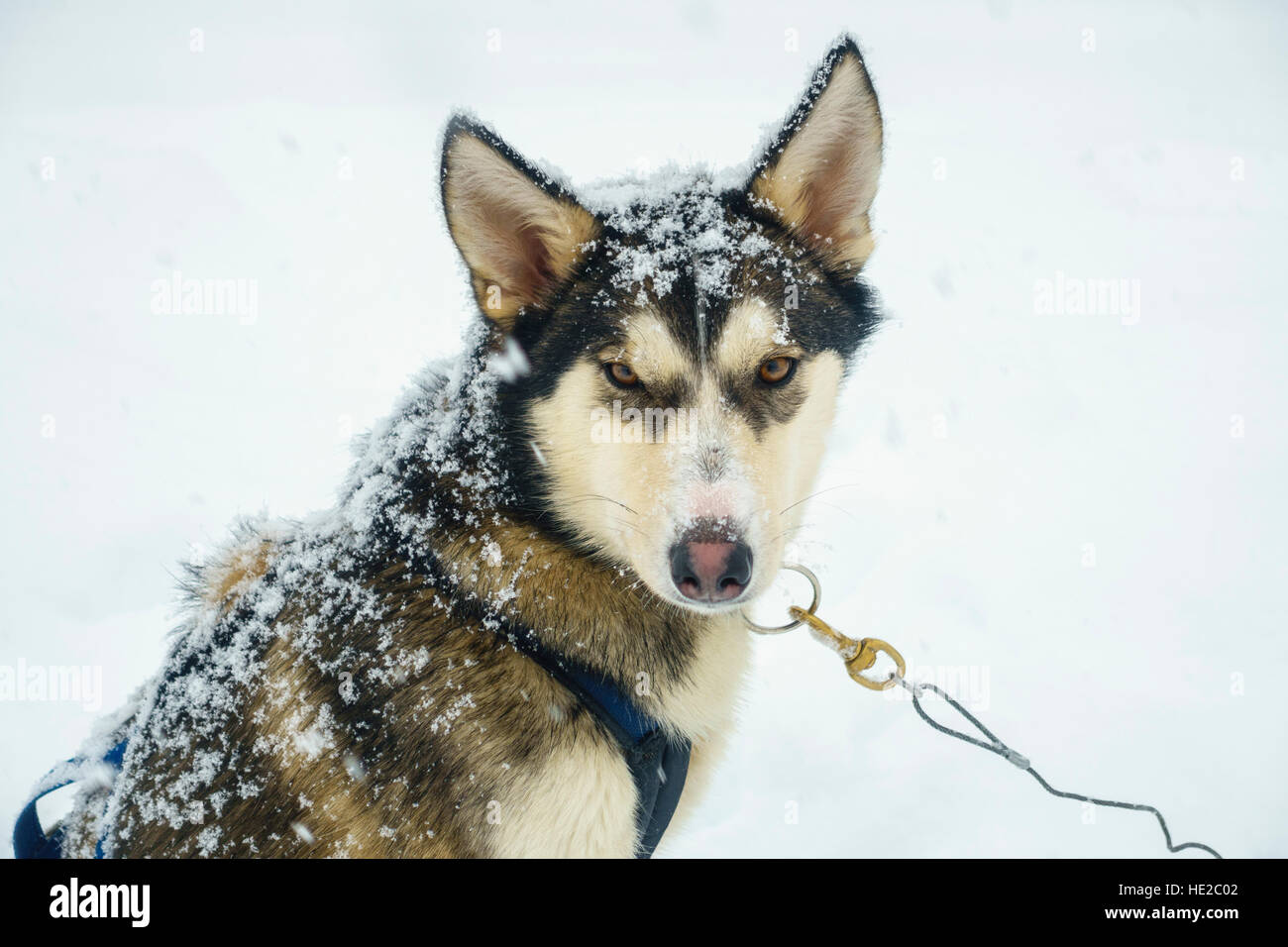 Husky dog, Dog sledding in Vindelfjällen, Sweden Stock Photo Alamy
