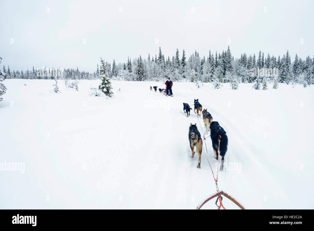 Dog sledding in Vindelfjällen, Sweden Stock Photo