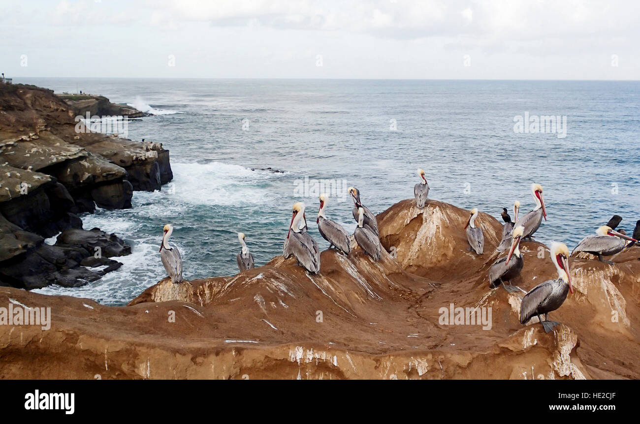 Several Pelicans sitting on an ocean shoreline rock cliff Stock Photo