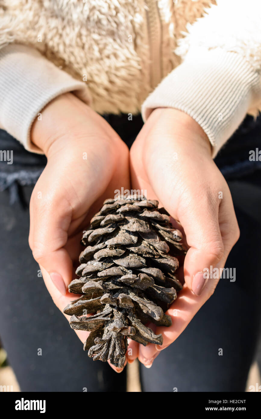 closeup of a pine cones holding by women hands Stock Photo