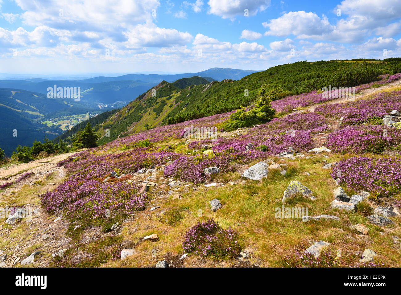 Purple heath blooming in the high mountains Stock Photo
