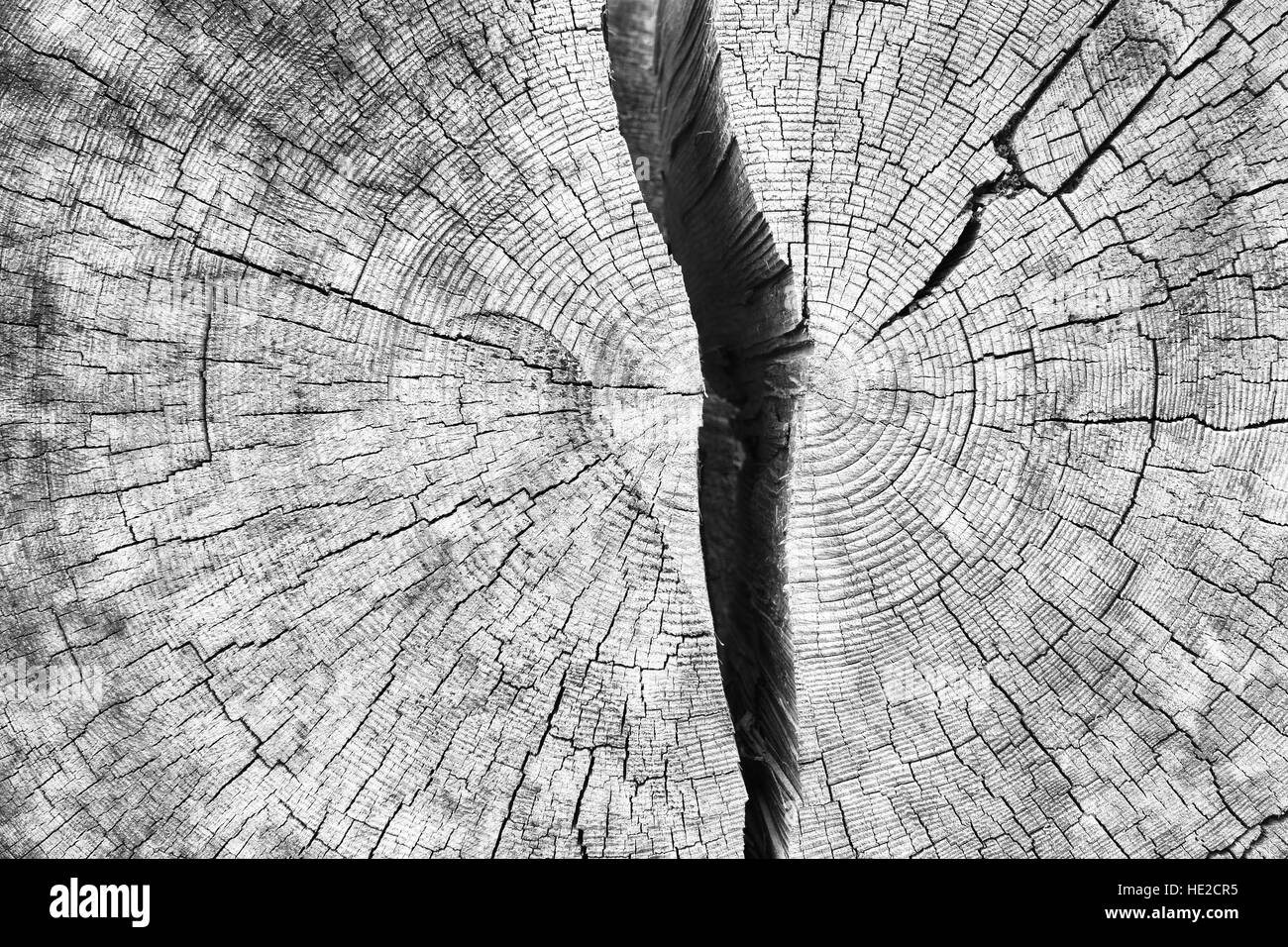 Cross-sectional view of cracked log wood texture Stock Photo