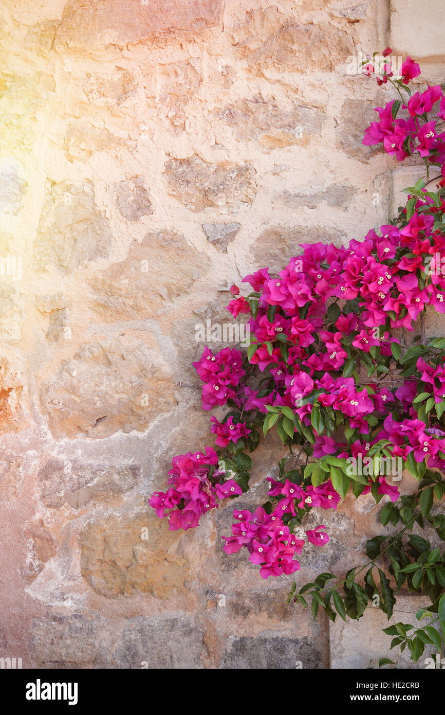Rustic stone wall with colorful blossoms of bougainvillea flower Stock Photo