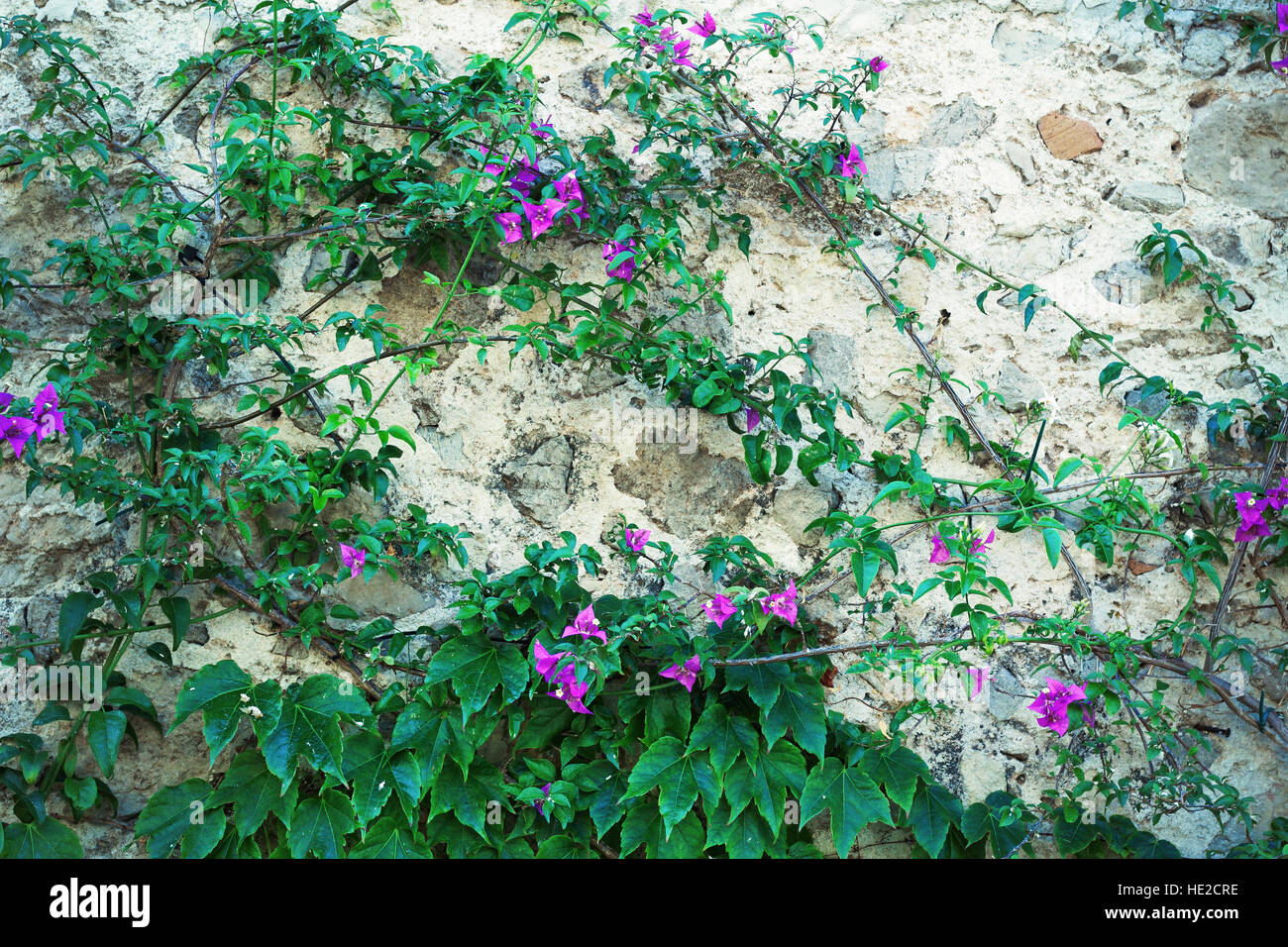 Old wall overgrown by climbing flowers Stock Photo