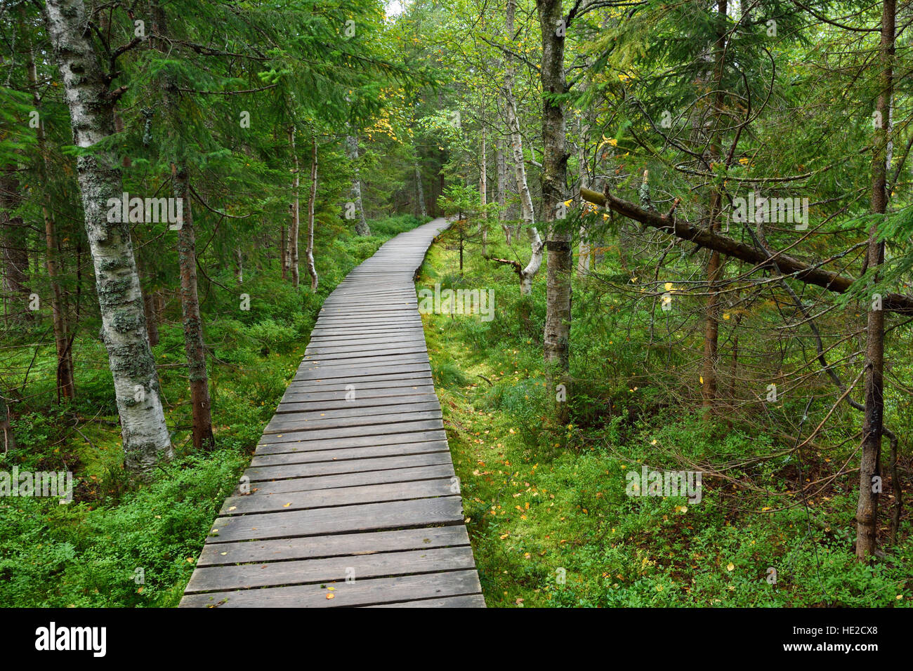 Narrow wooden pathway in the forest fen Stock Photo
