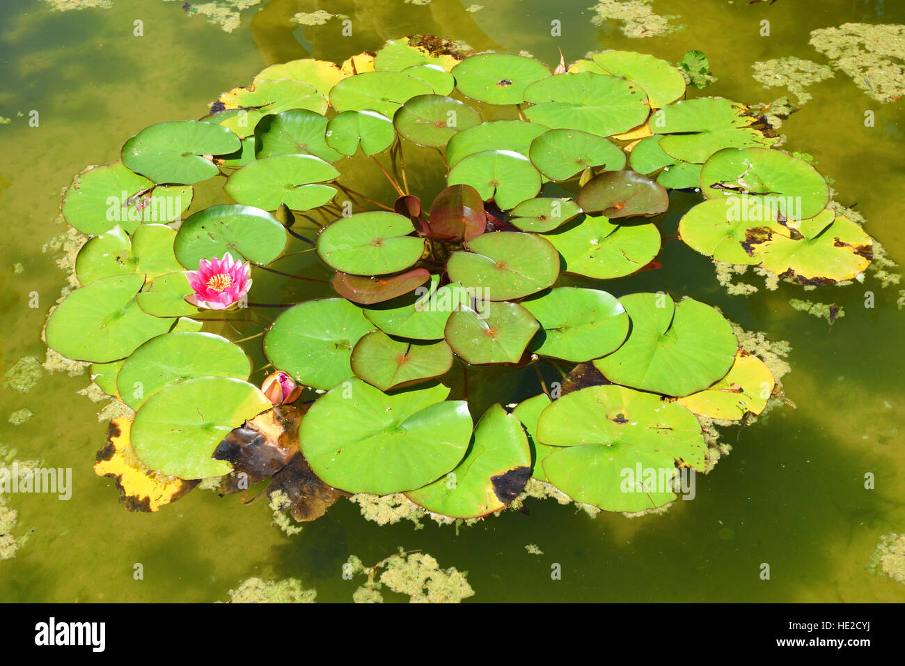 Pink water lily with large green leaves floating on the water Stock ...