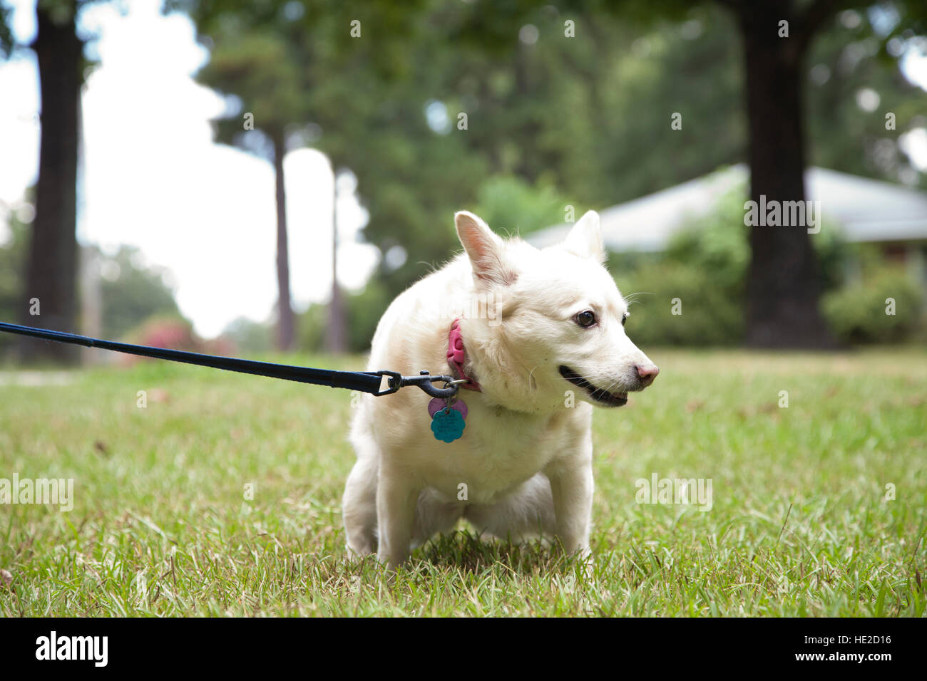 Small, white female dog urinating in a park Stock Photo Alamy