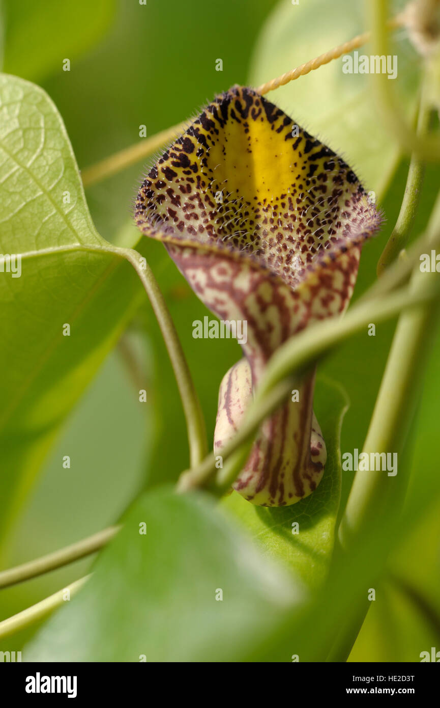 Aristolochia triangularis - flowering vine Stock Photo