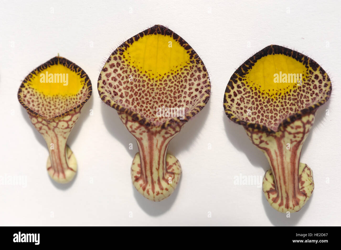 Aristolochia triangularis - flowering vine Stock Photo