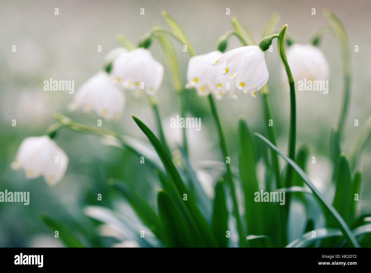 One Snowflake In Spring Early spring snowflake wild flowers in detail Stock Photo - Alamy